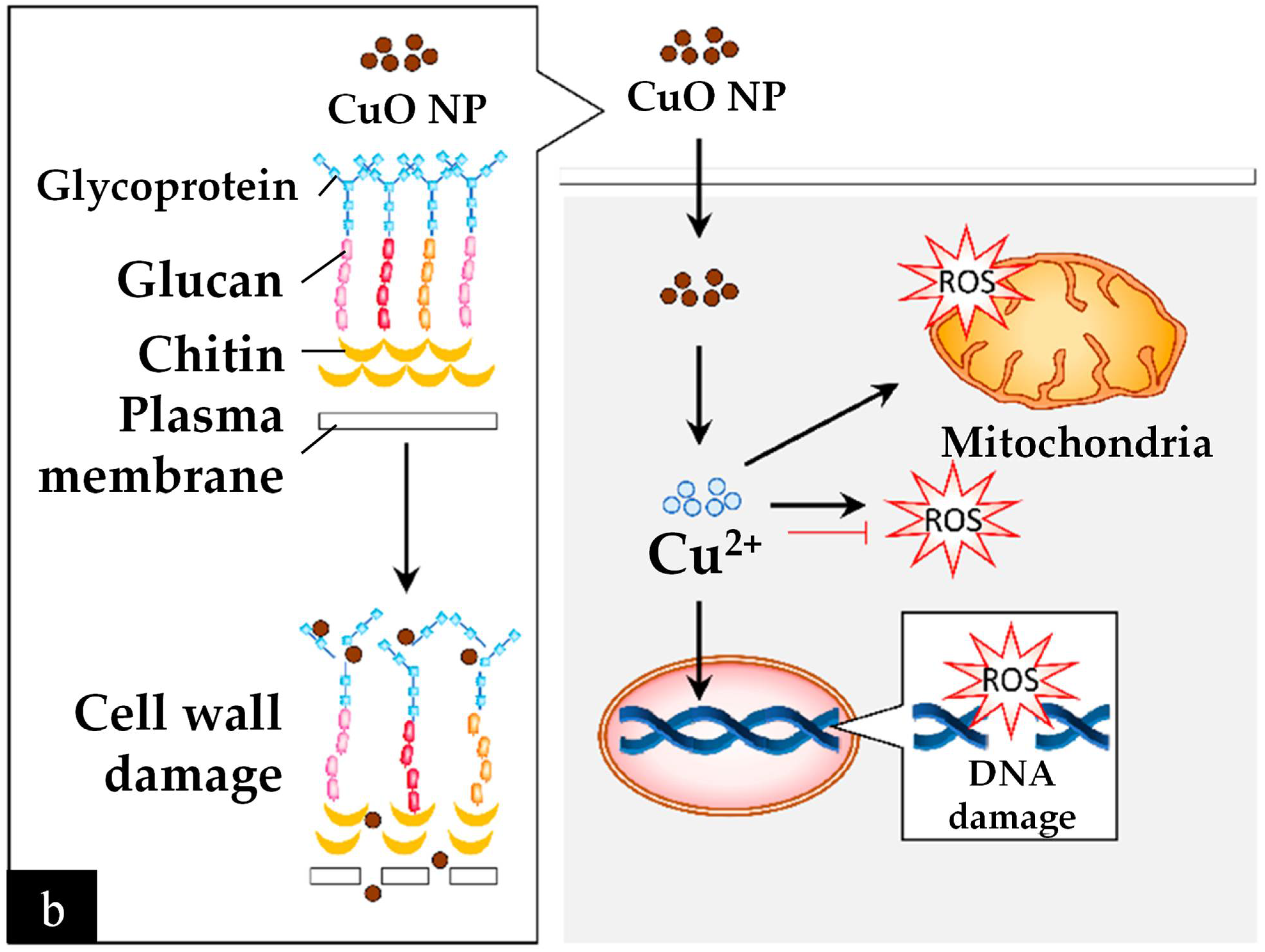 Nanomaterials 12 03312 g006b