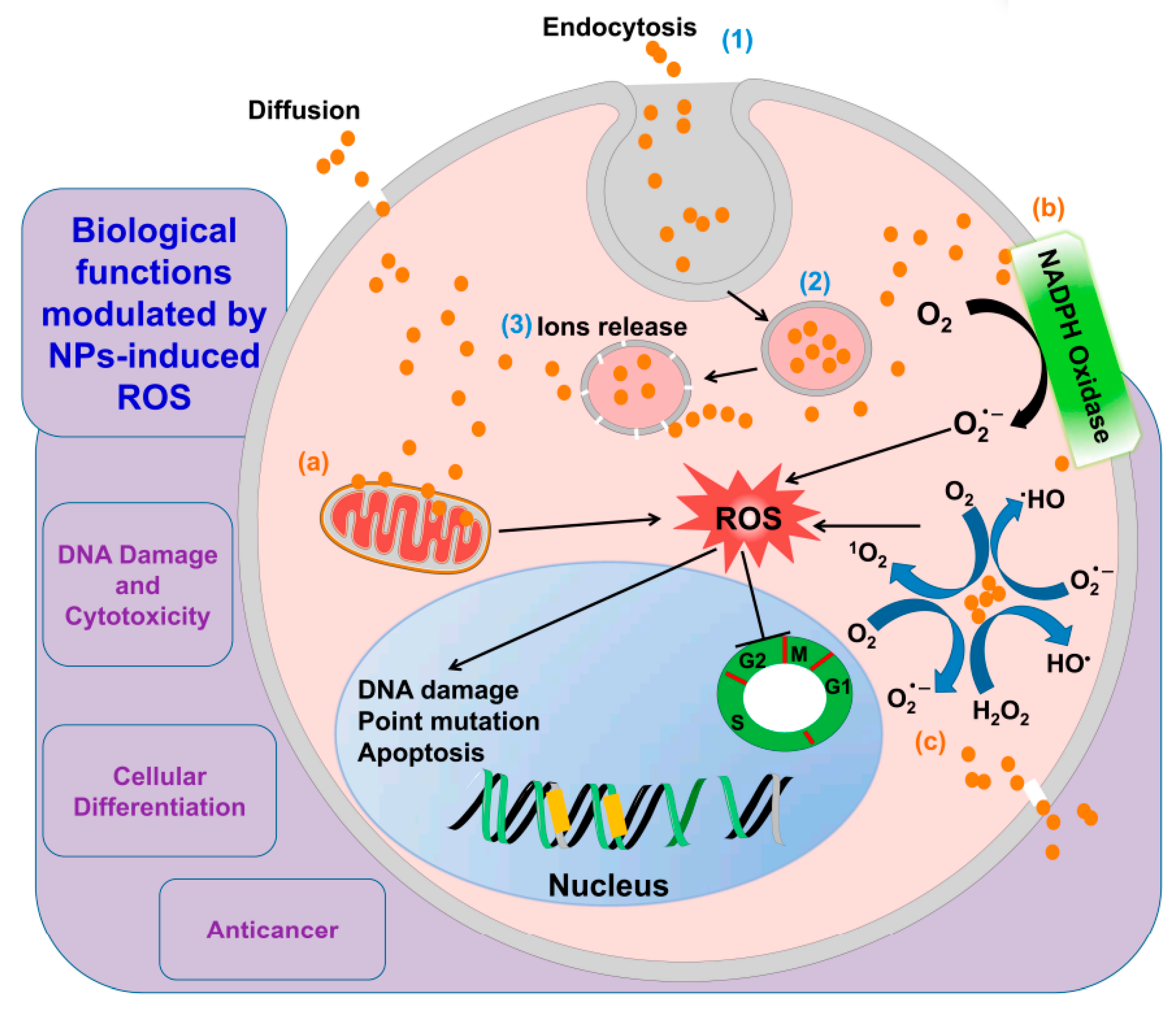 Nanomaterials 12 03397 g011 Nanomaterials 12 03397 g011