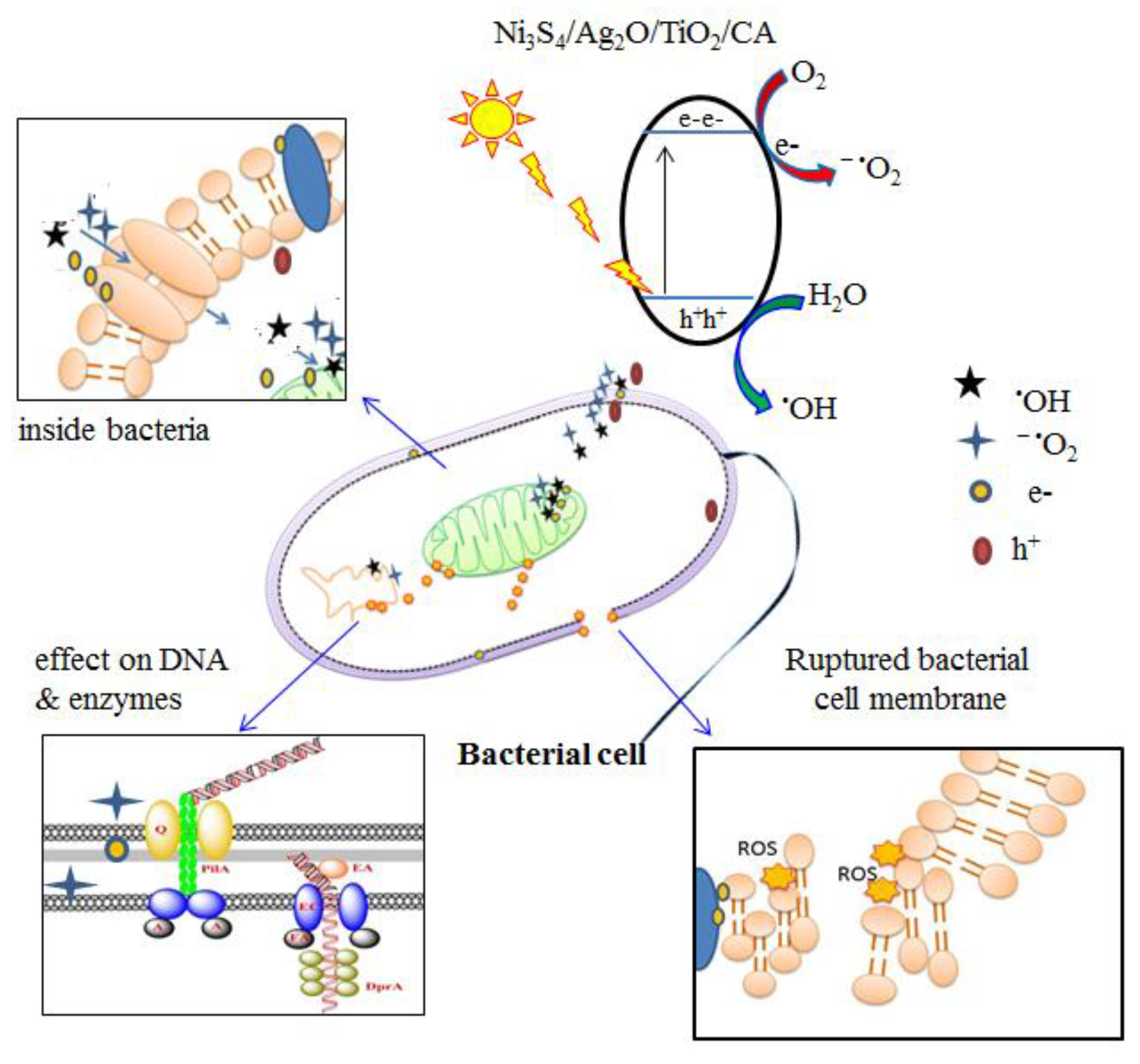 Nanomaterials 12 03642 g015