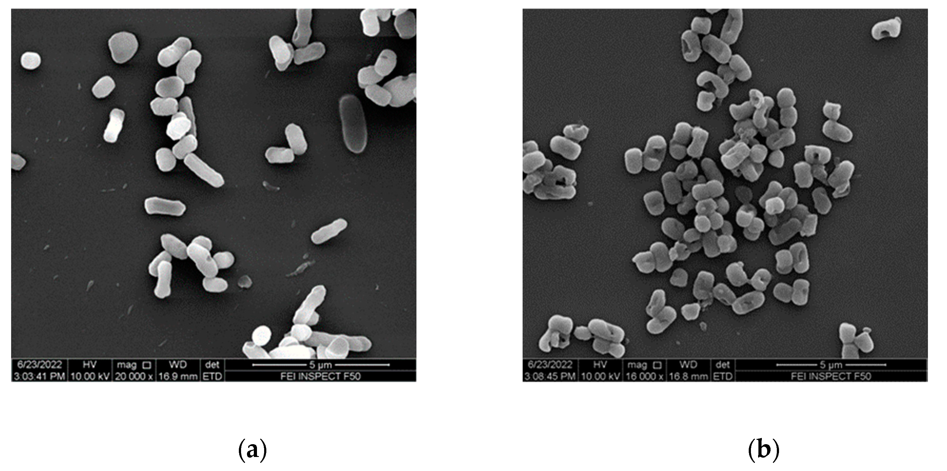 Nanomaterials 12 03691 g007a