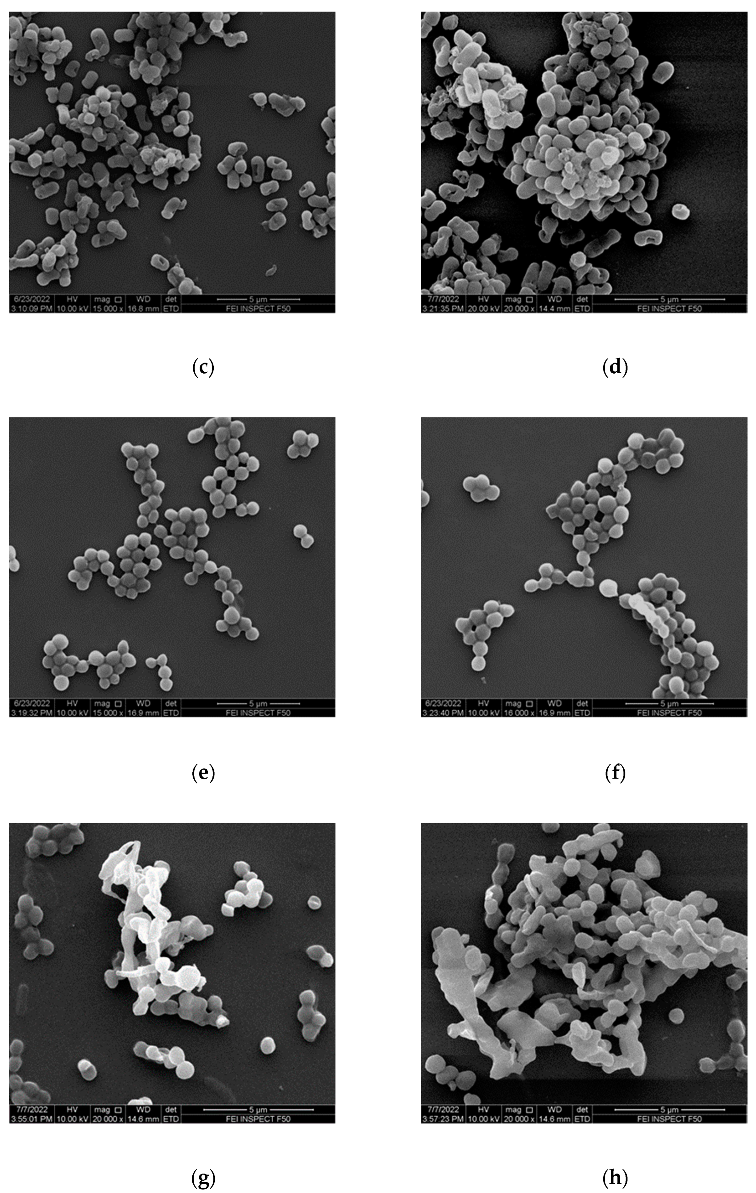 Nanomaterials 12 03691 g007b
