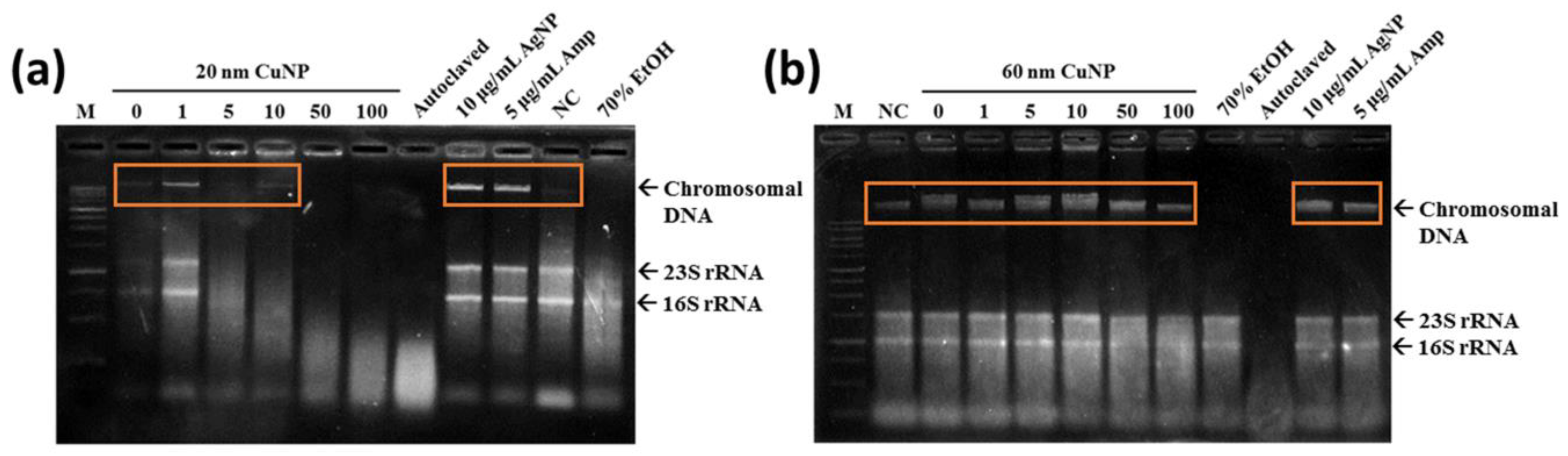 Nanomaterials 12 03715 g005