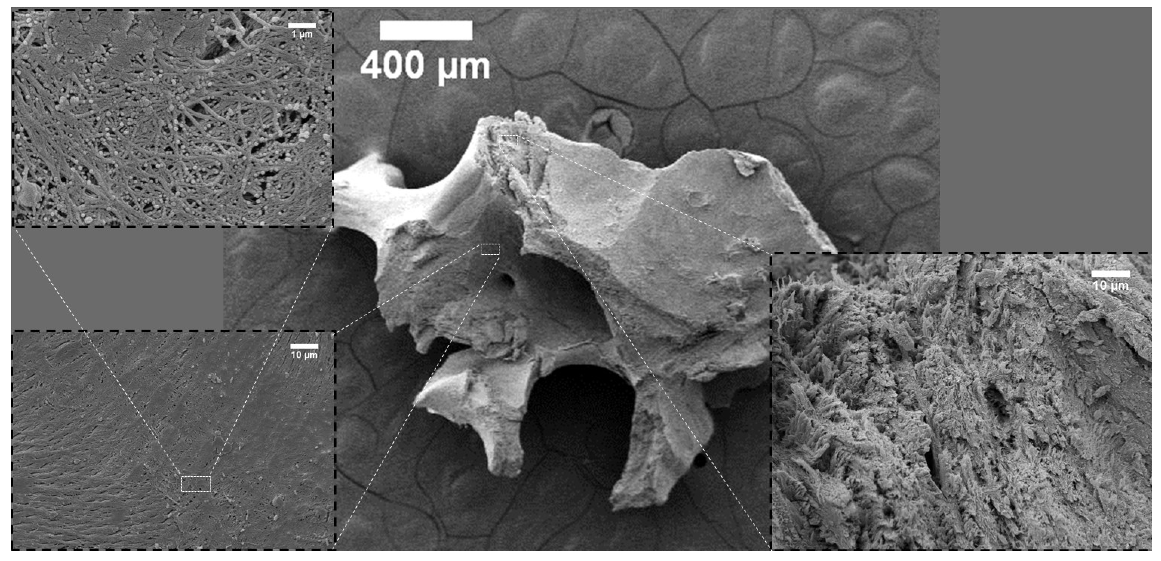 Nanomaterials 12 03752 g003
