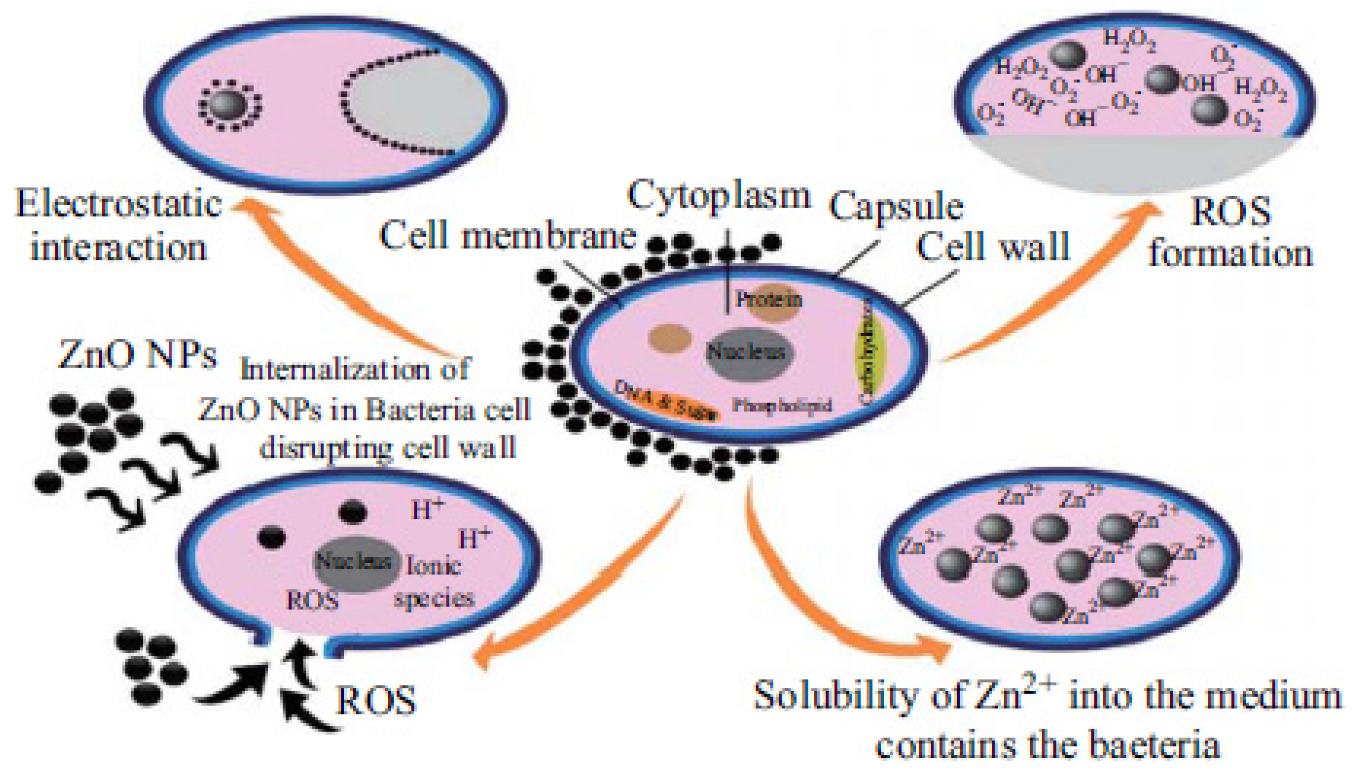Nanomaterials 12 03855 g006 Nanomaterials 12 03855 g006