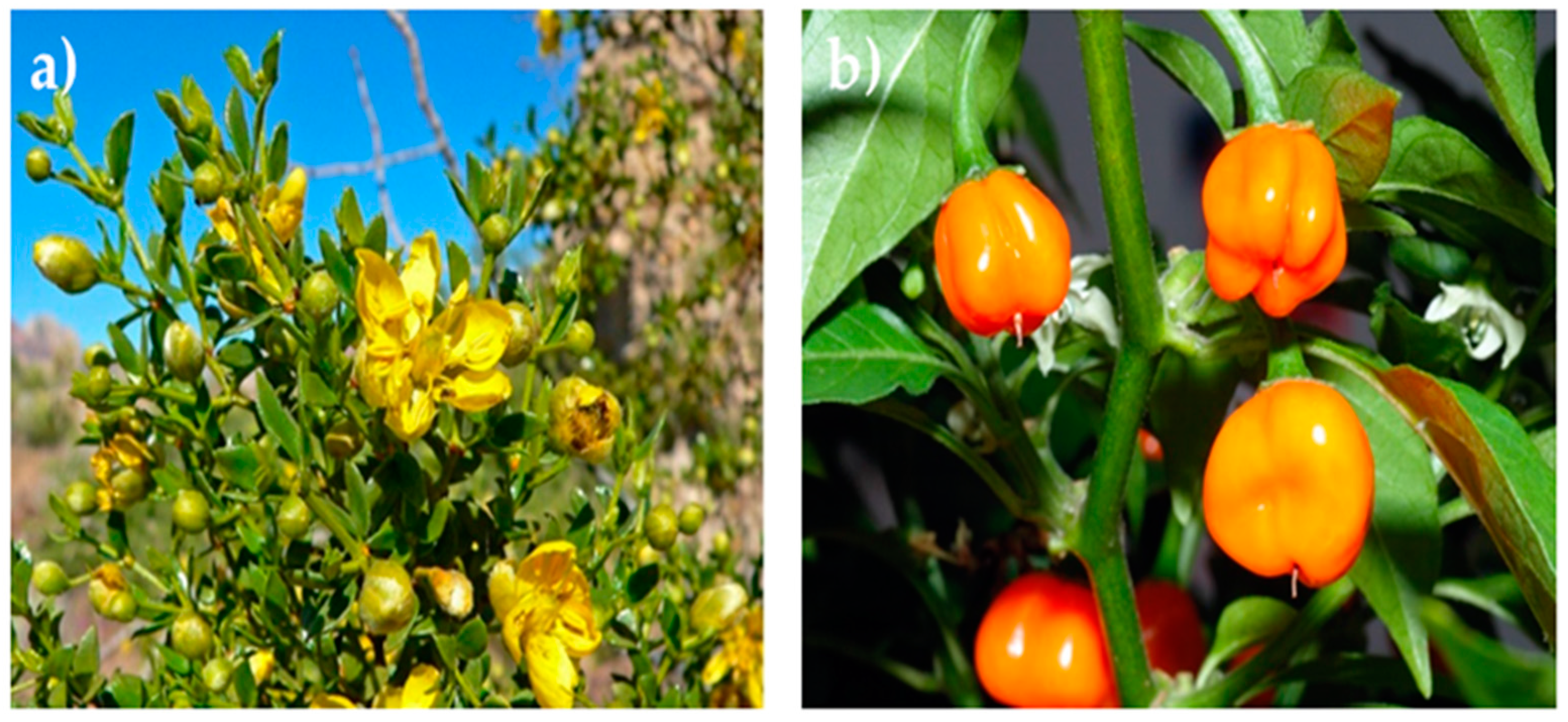 Nanomaterials 12 03882 g003