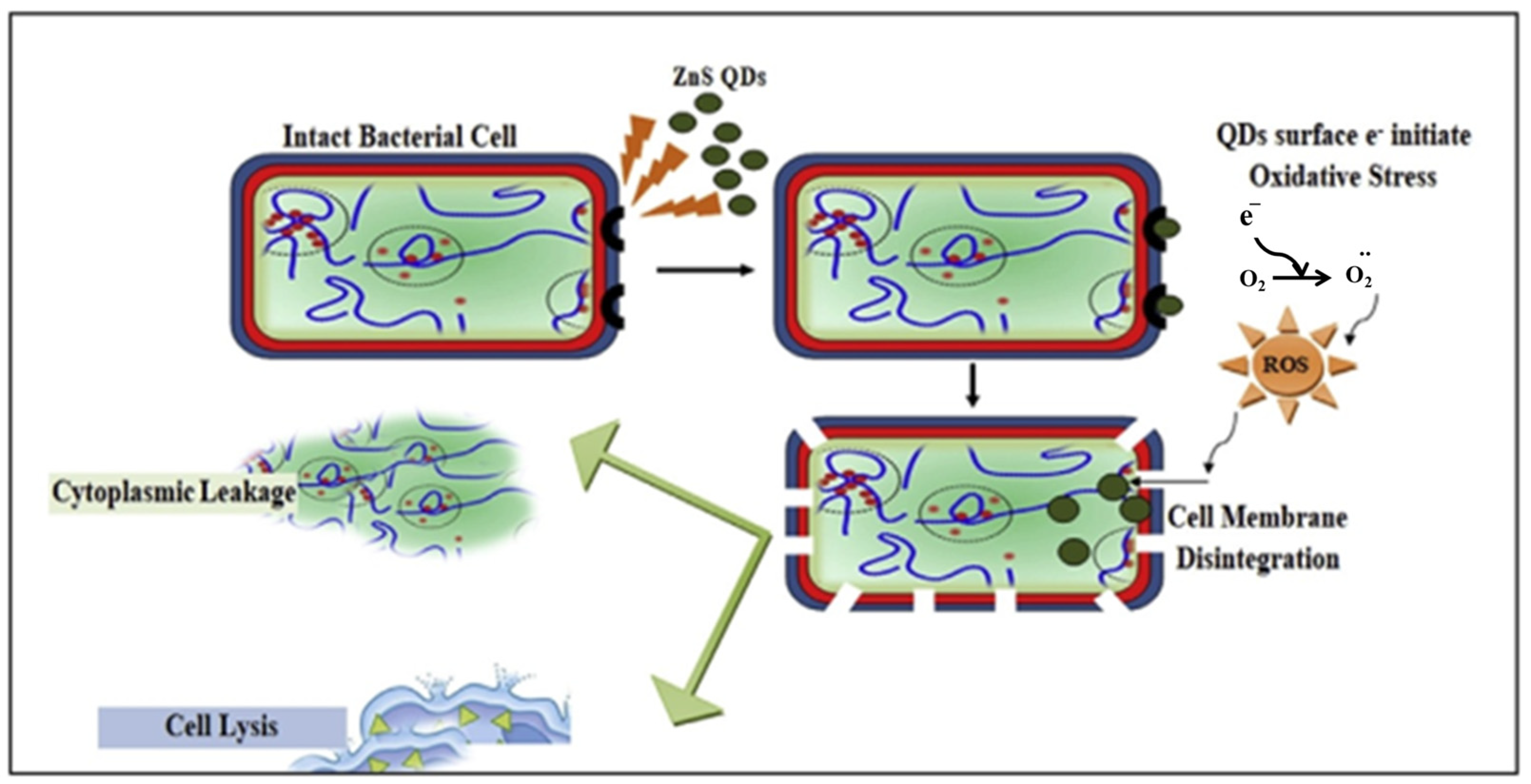 Nanomaterials 12 03905 g002