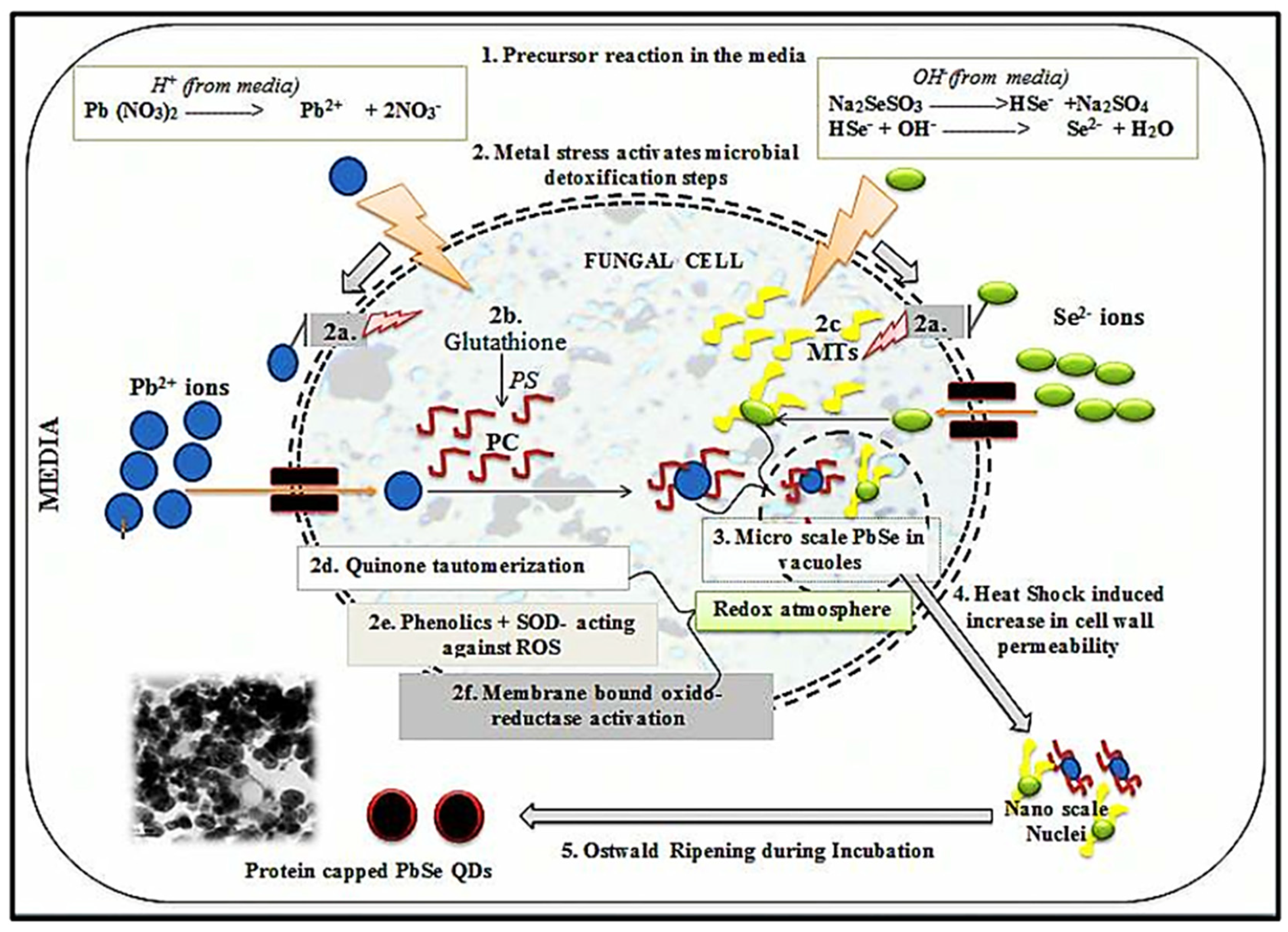 Nanomaterials 12 03905 g003