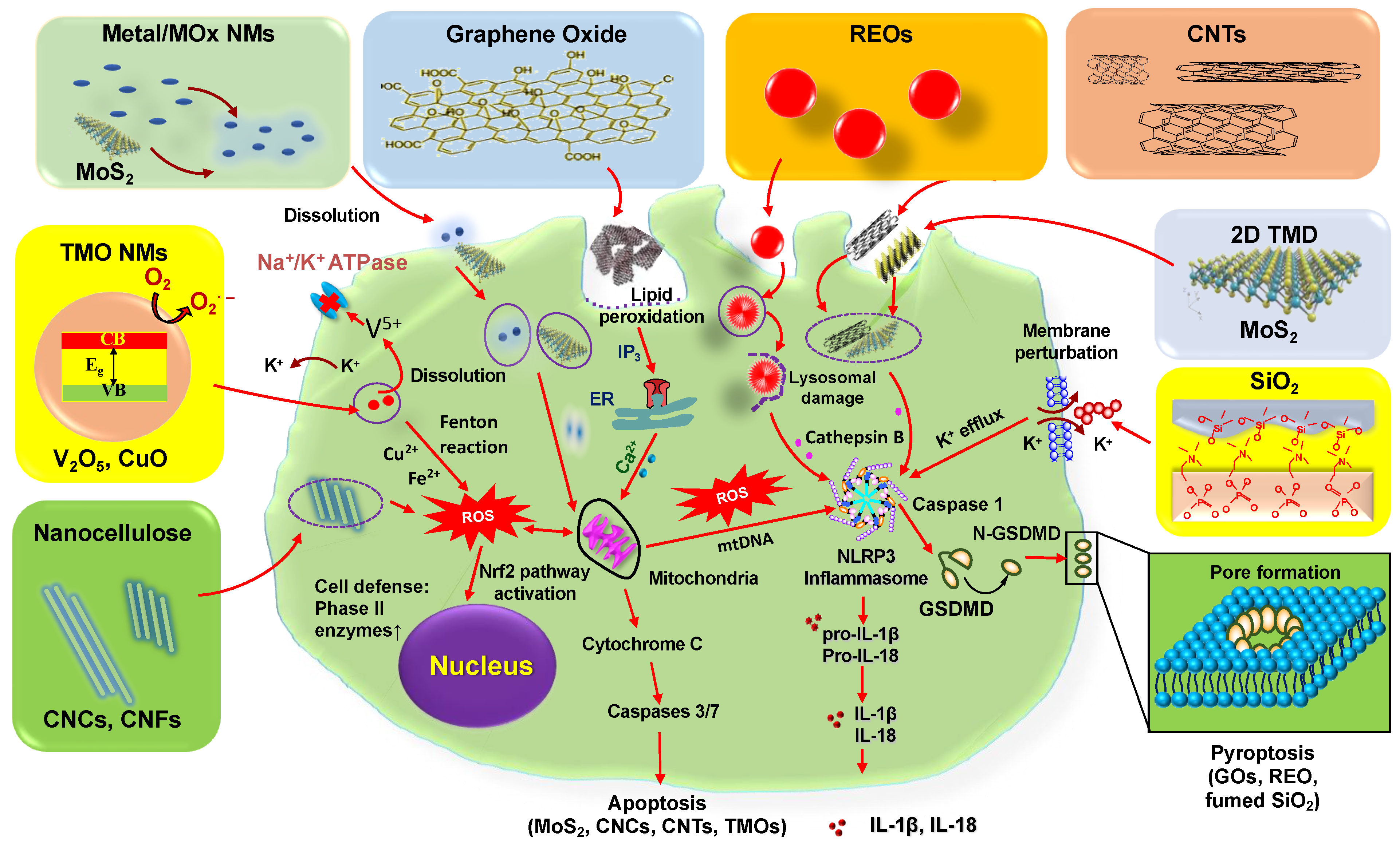 Nanomaterials 12 03908 g002