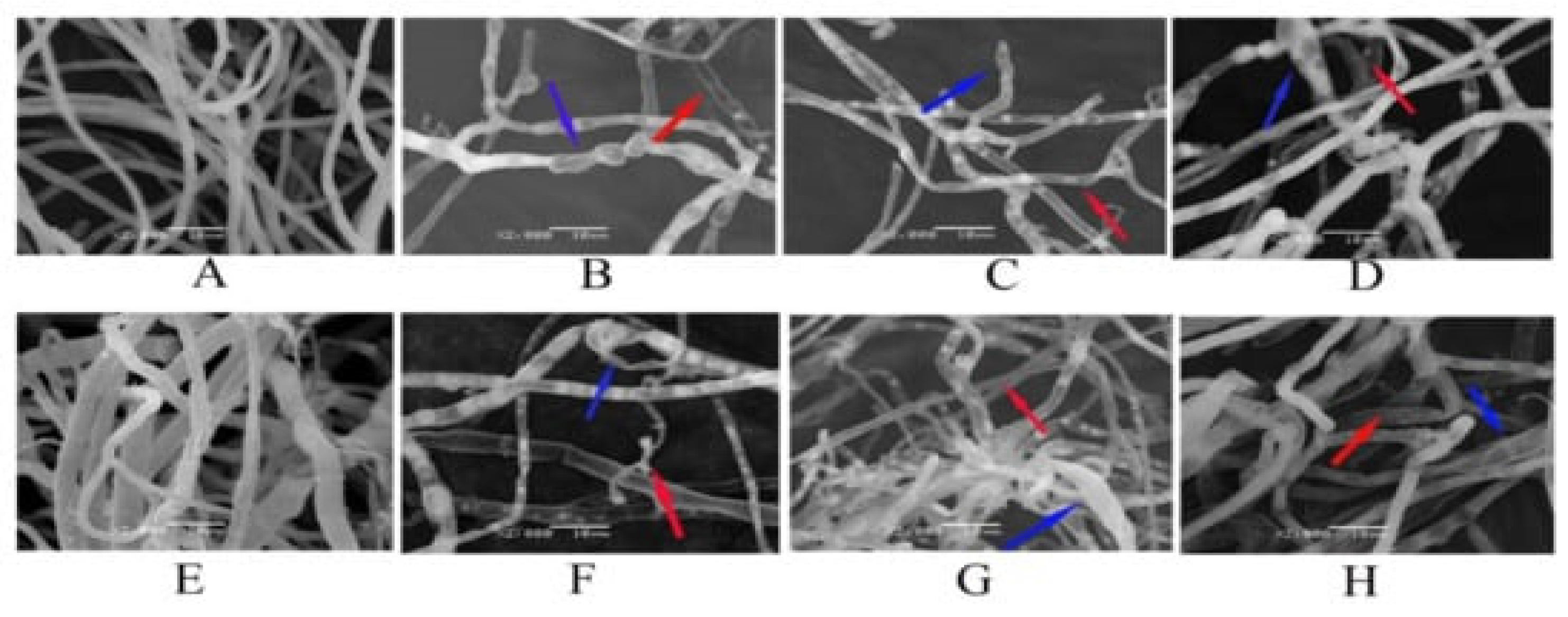 Nanomaterials 12 04002 g006
