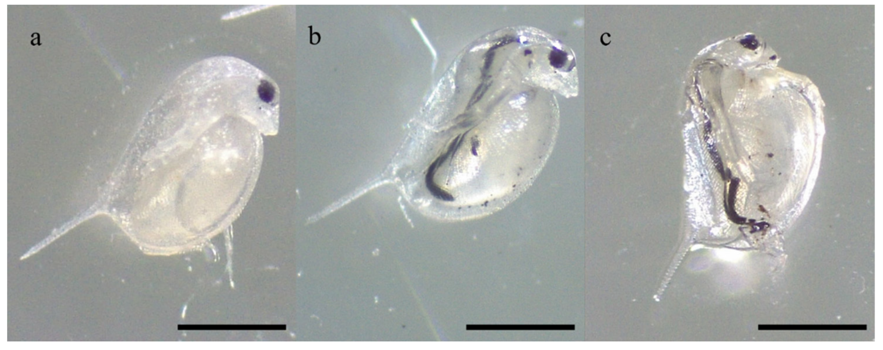 Nanomaterials 12 04330 g011 Nanomaterials 12 04330 g011