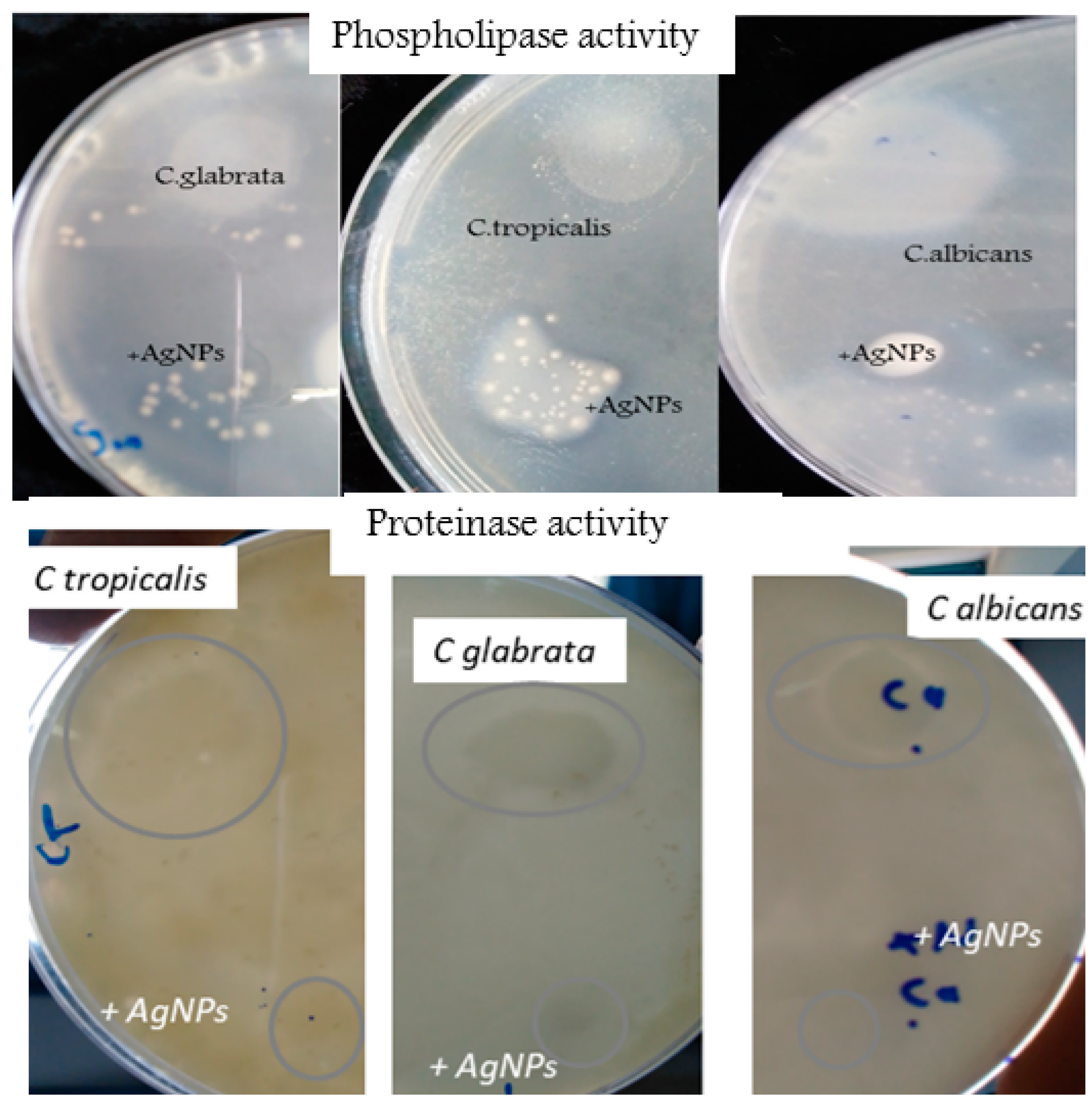 Nanomaterials 13 00100 g008