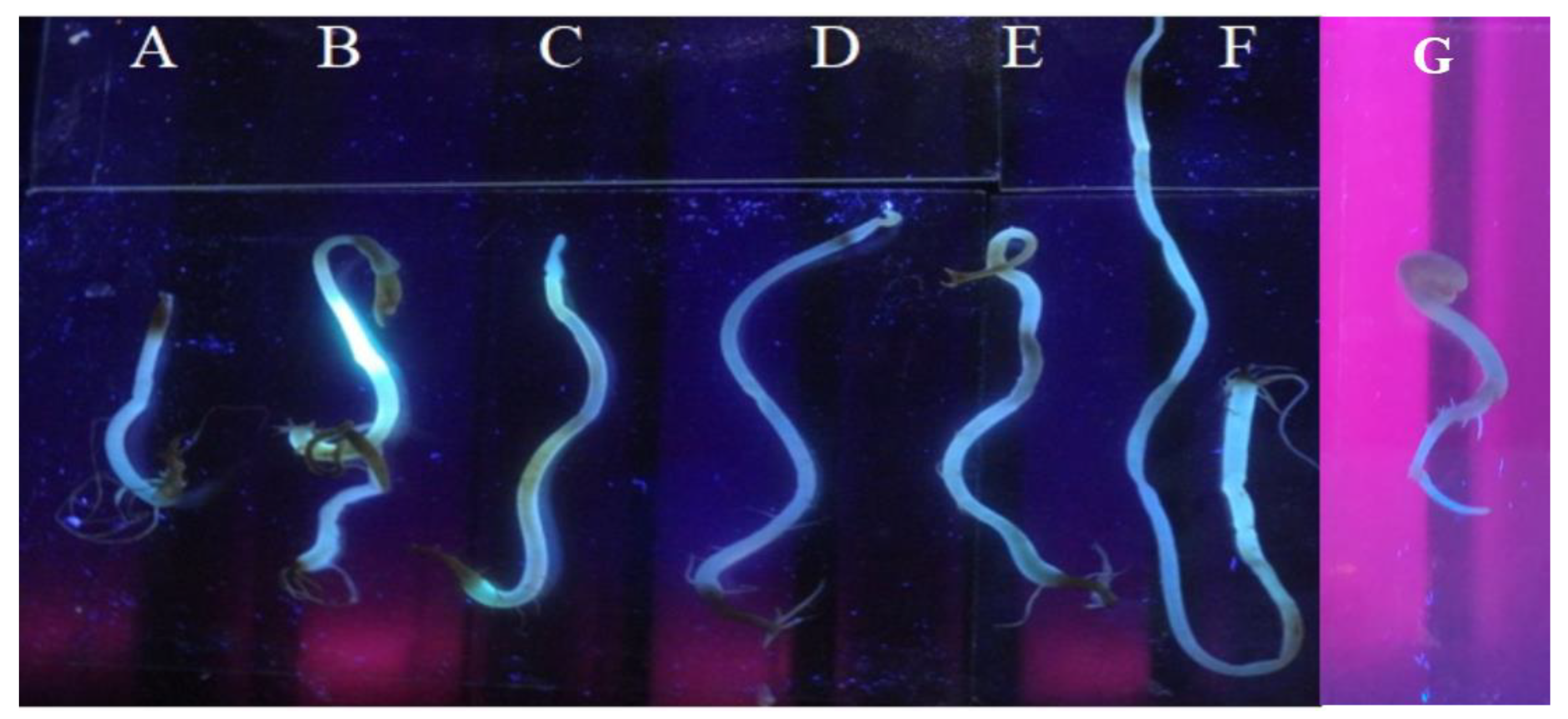 Nanomaterials 13 00209 g008