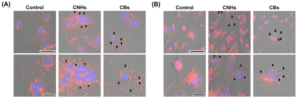 Nanomaterials 13 00244 g002