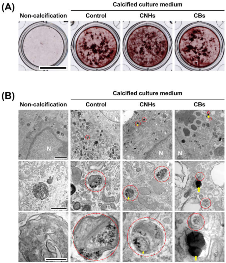 Nanomaterials 13 00244 g007
