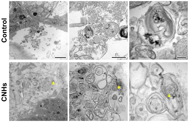 Nanomaterials 13 00244 g008