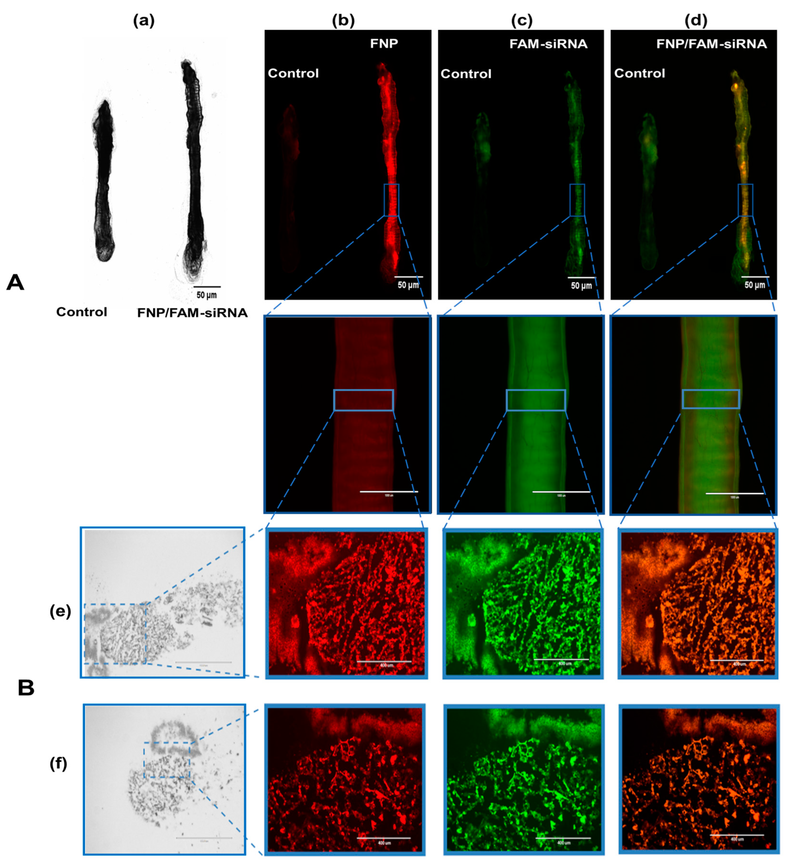 Nanomaterials 13 00245 g004 Nanomaterials 13 00245 g004