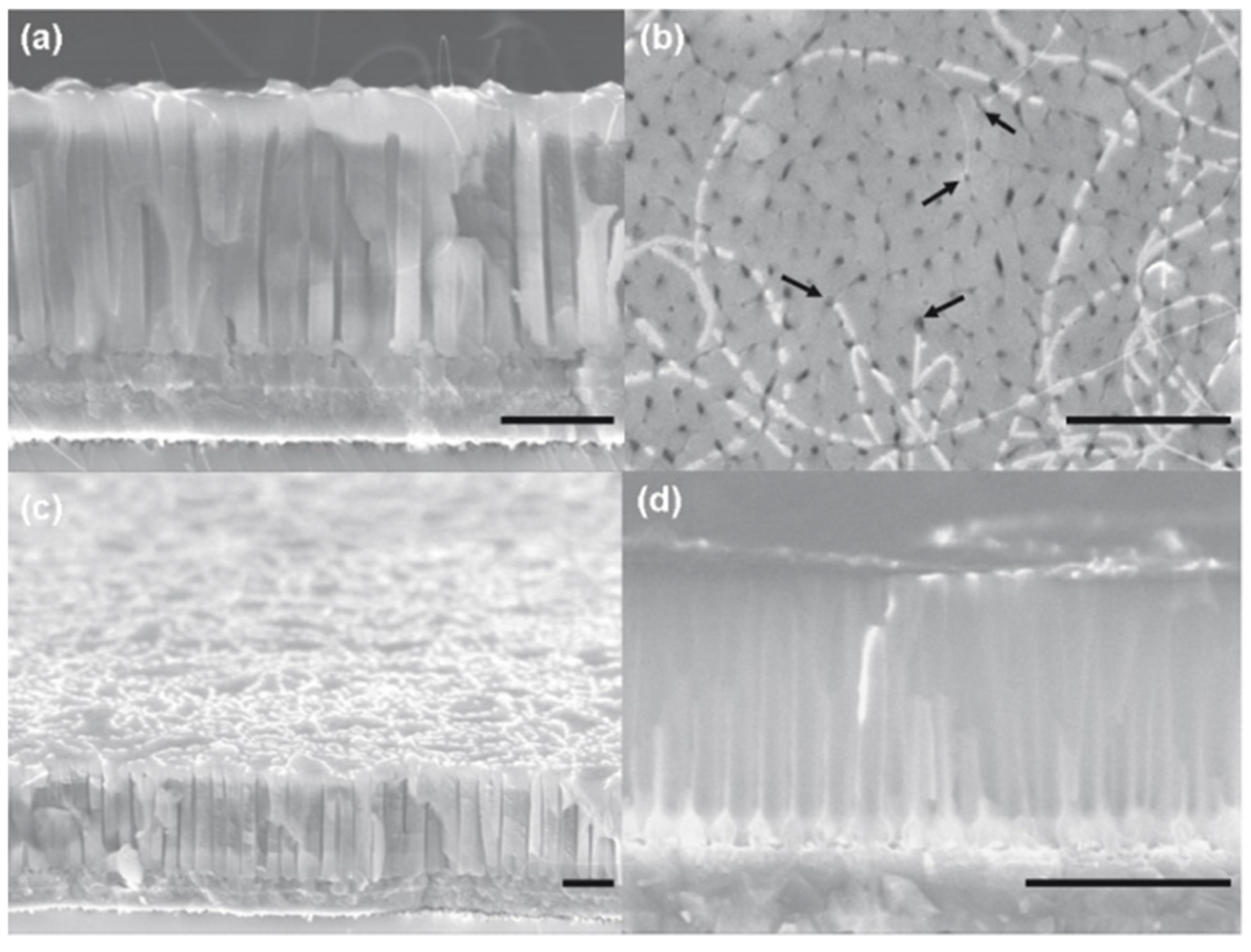 Nanomaterials 13 00260 g015