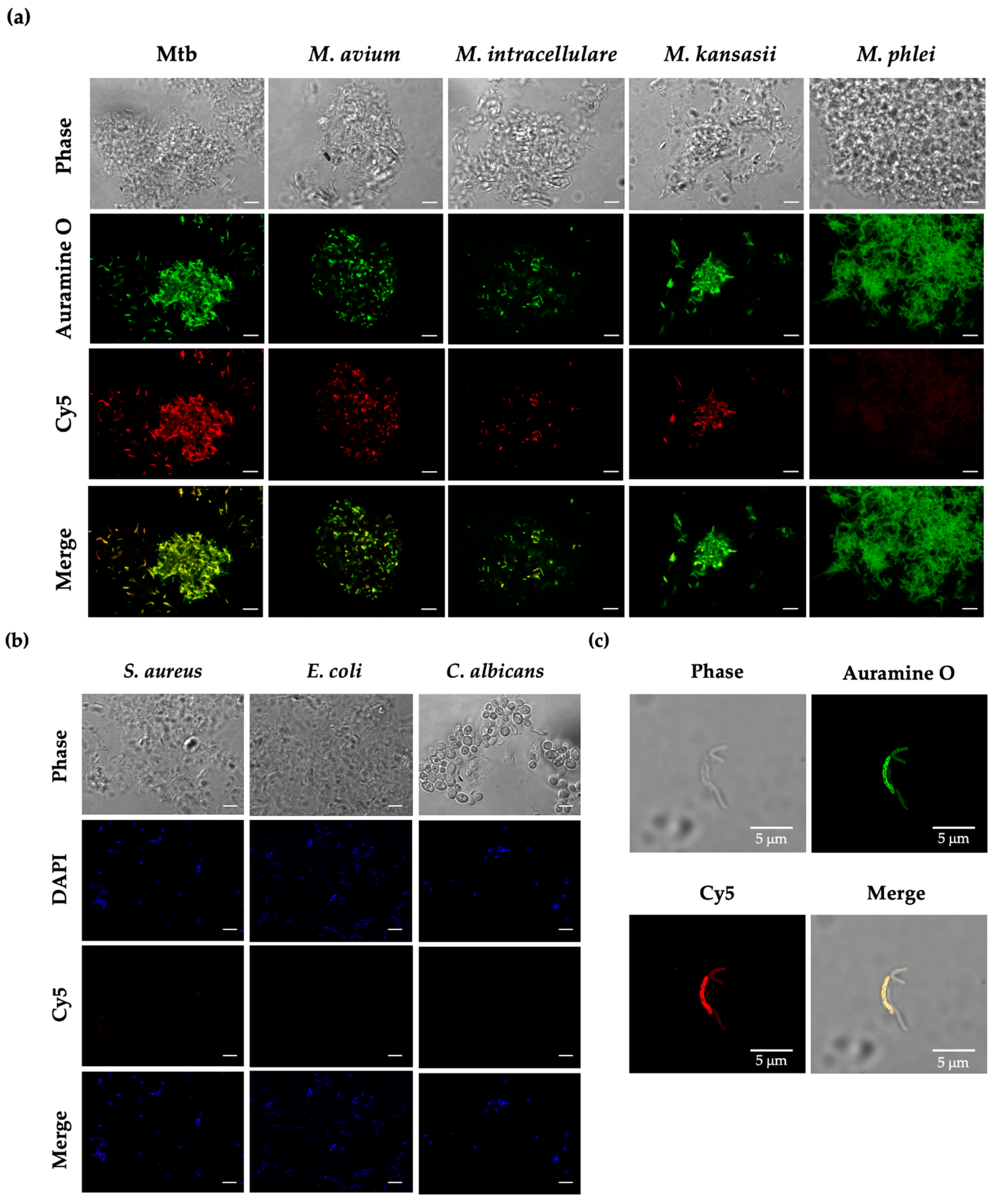 Nanomaterials 13 00269 g005