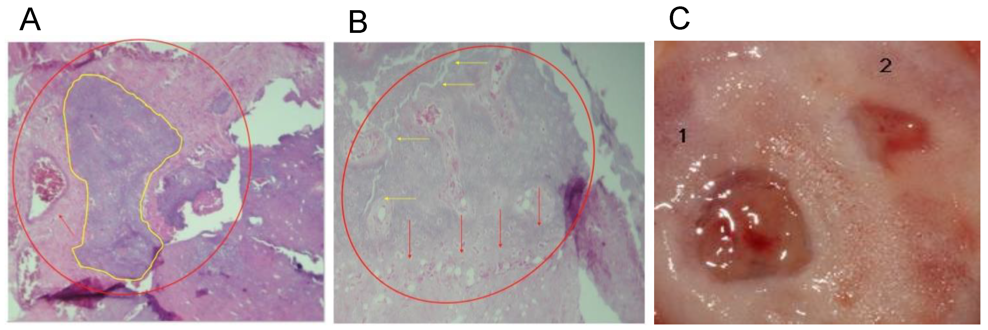 Nanomaterials 13 00321 g006