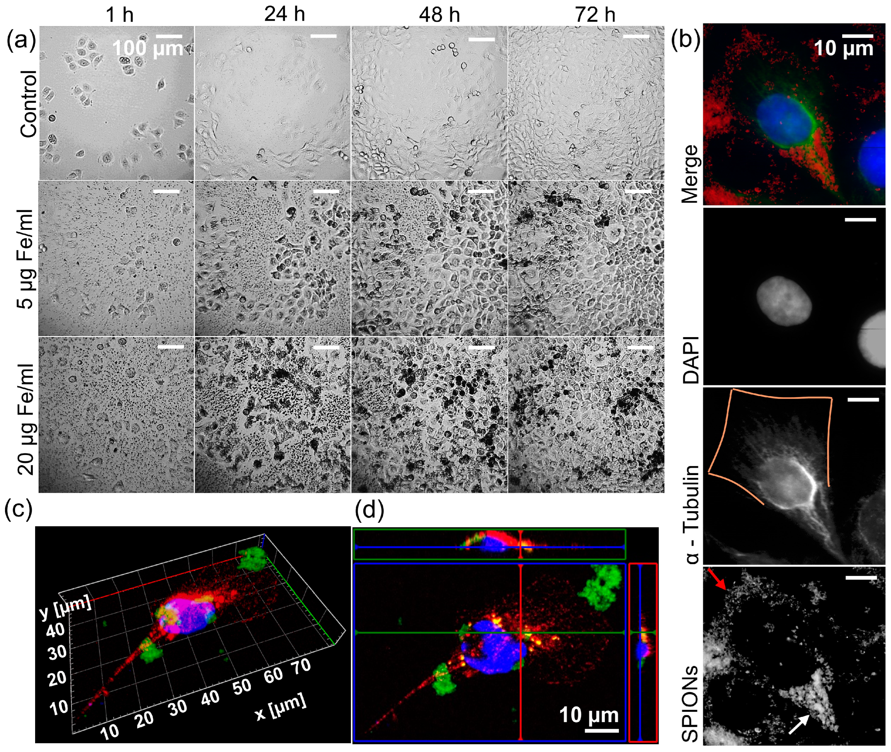 Nanomaterials 13 00330 g003