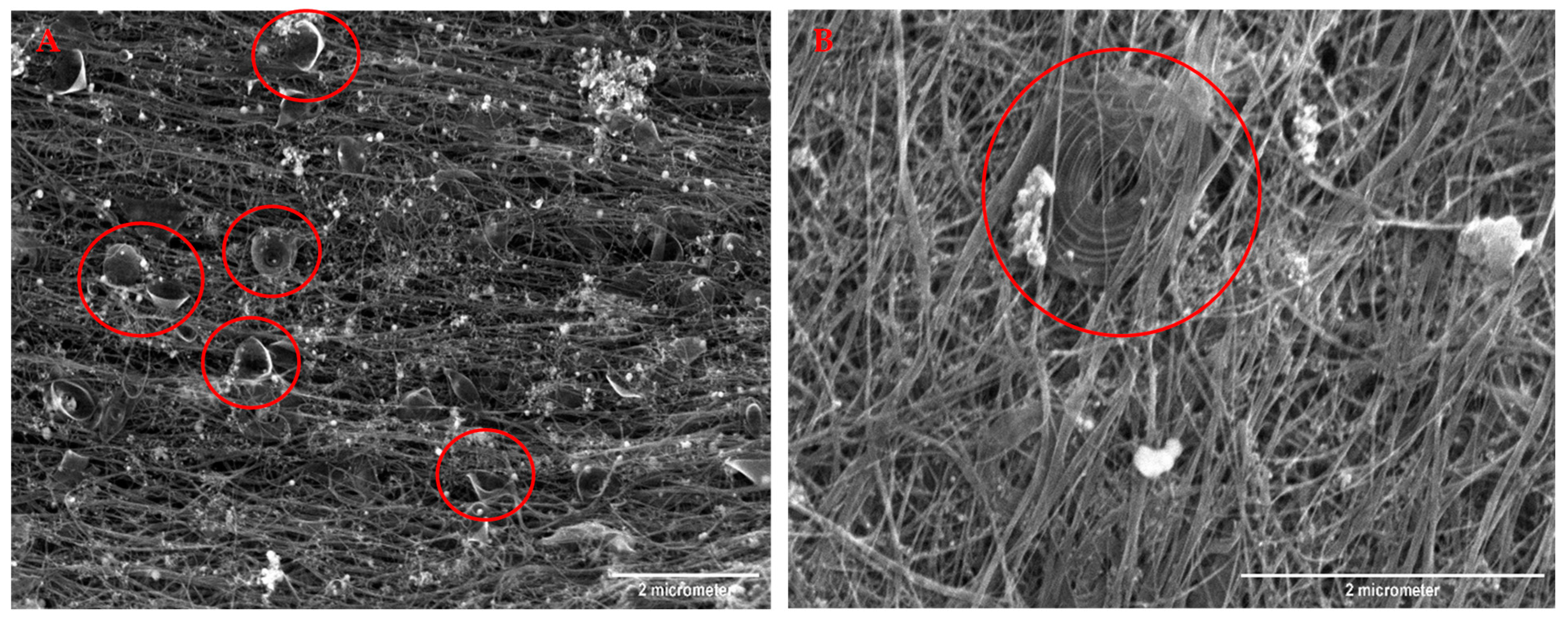 Nanomaterials 13 00431 g006