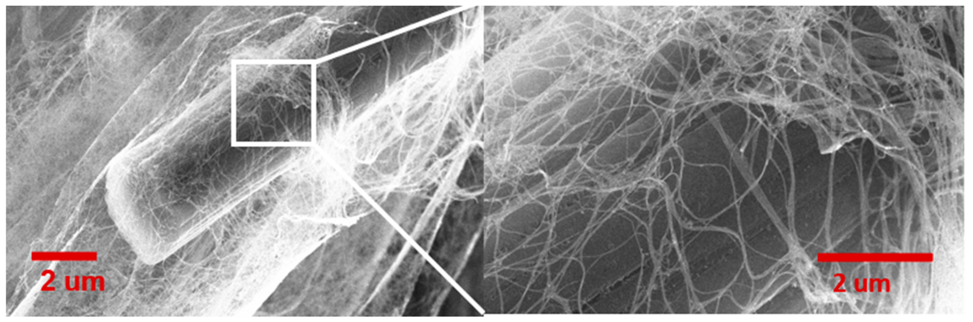 Nanomaterials 13 00431 g016