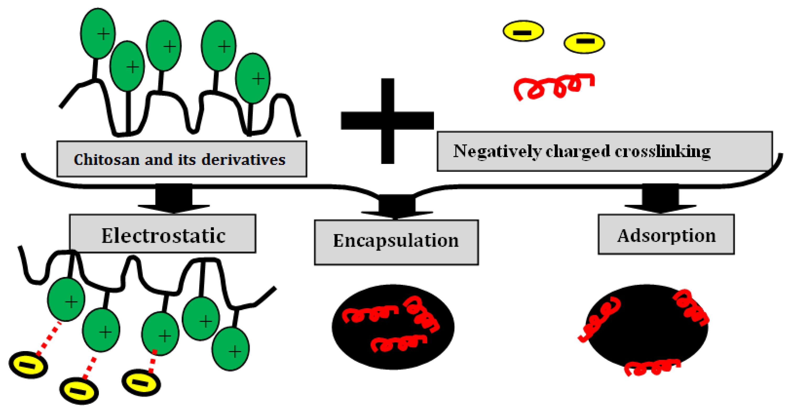 Nanomaterials 13 00447 g004