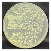 Nanomaterials 13 00488 i001