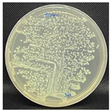 Nanomaterials 13 00488 i002