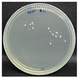 Nanomaterials 13 00488 i004