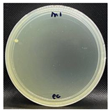 Nanomaterials 13 00488 i005