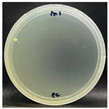 Nanomaterials 13 00488 i006