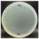 Nanomaterials 13 00488 i007