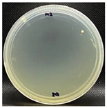 Nanomaterials 13 00488 i008