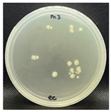 Nanomaterials 13 00488 i009