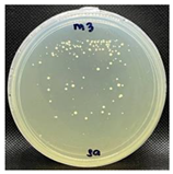 Nanomaterials 13 00488 i010