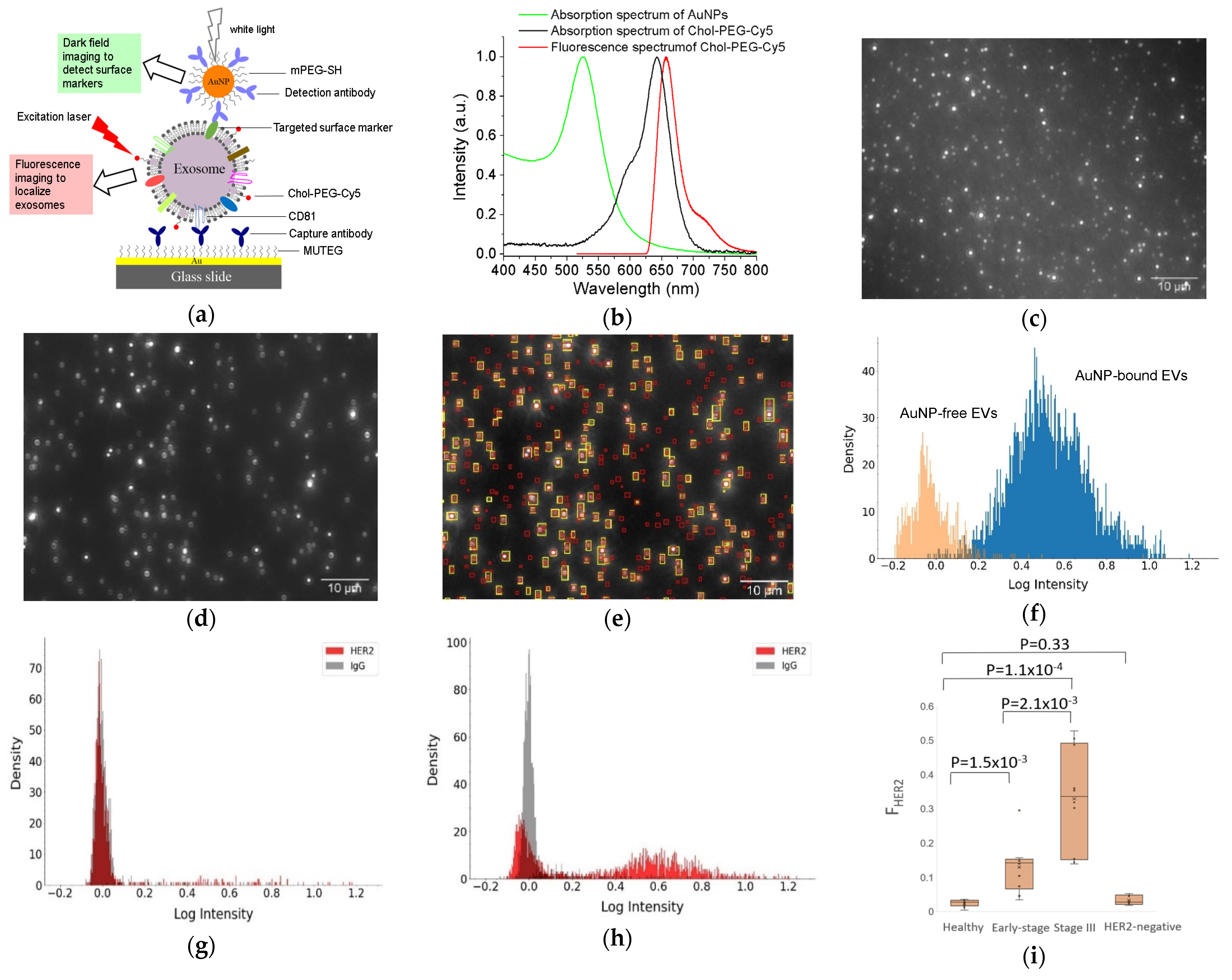 Nanomaterials 13 00524 g003