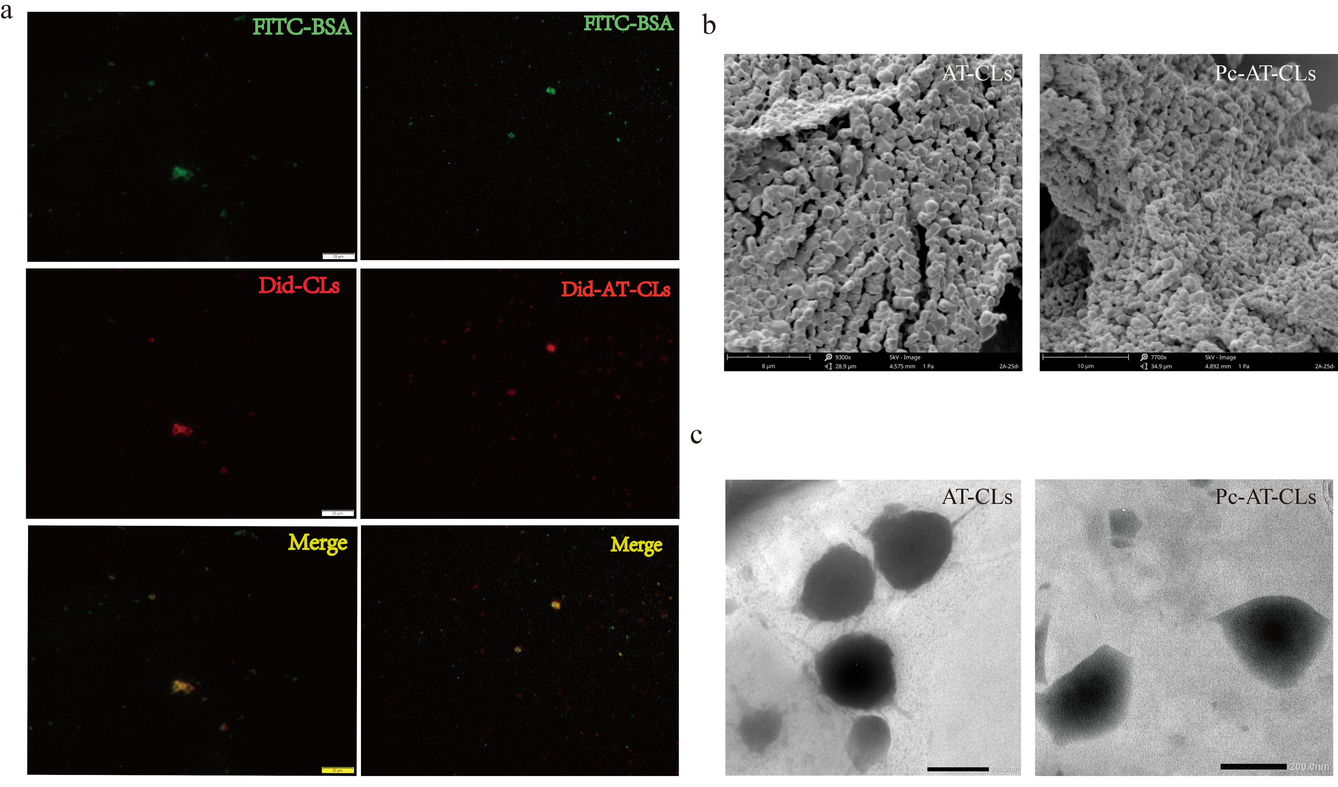 Nanomaterials 13 00540 g004