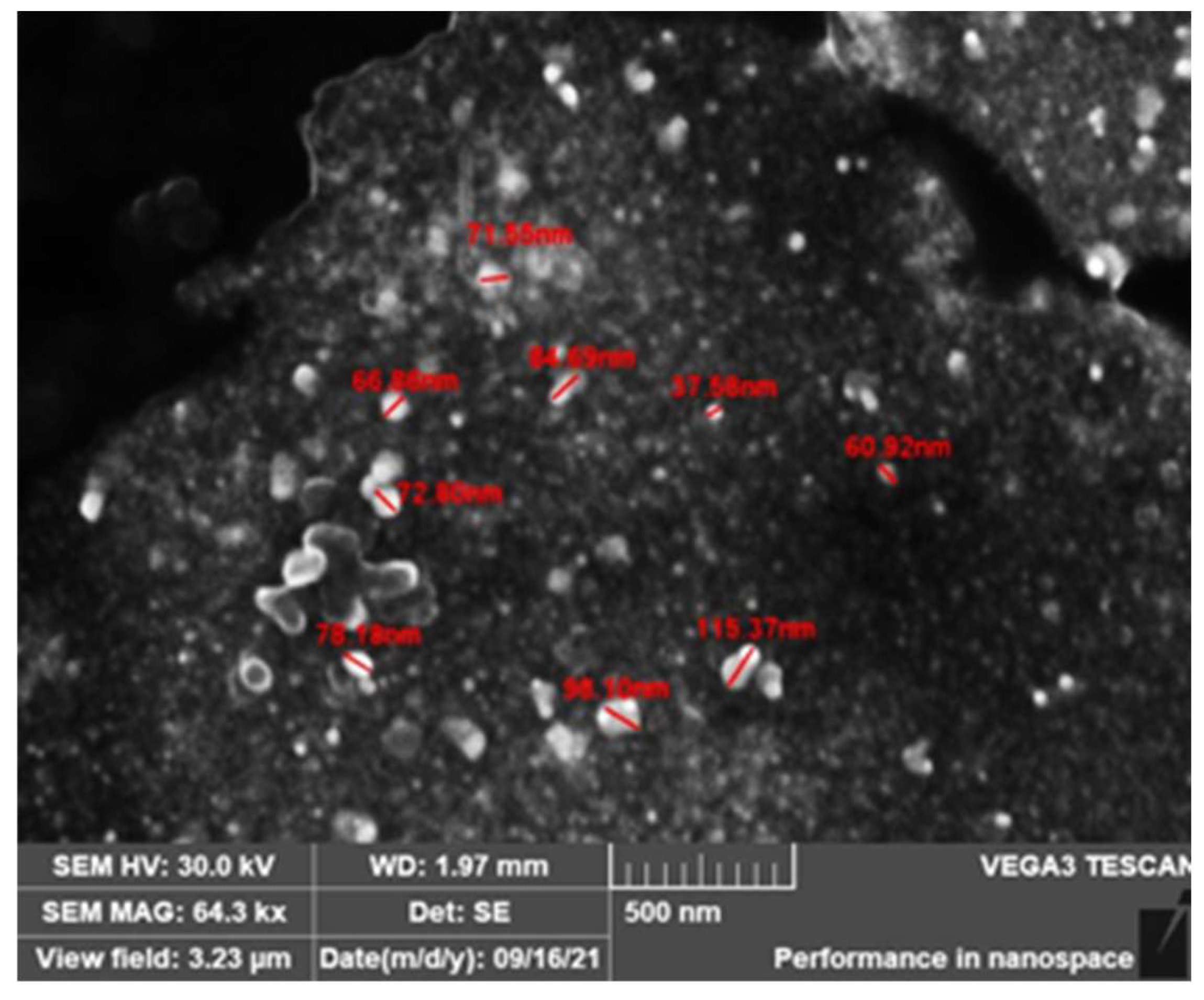 Nanomaterials 13 00548 g010