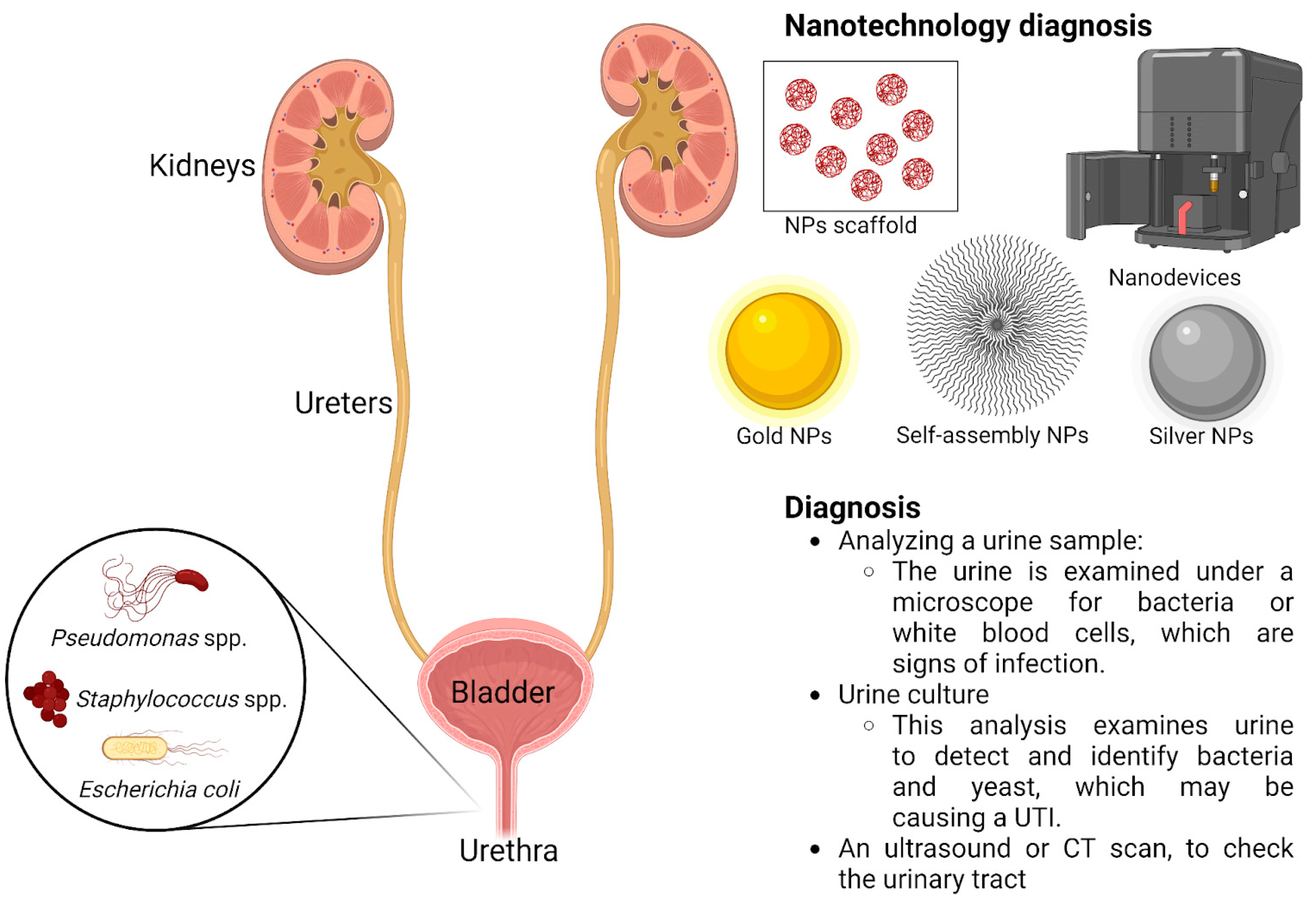 Nanomaterials 13 00555 g003