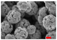 Nanomaterials 13 00587 i008