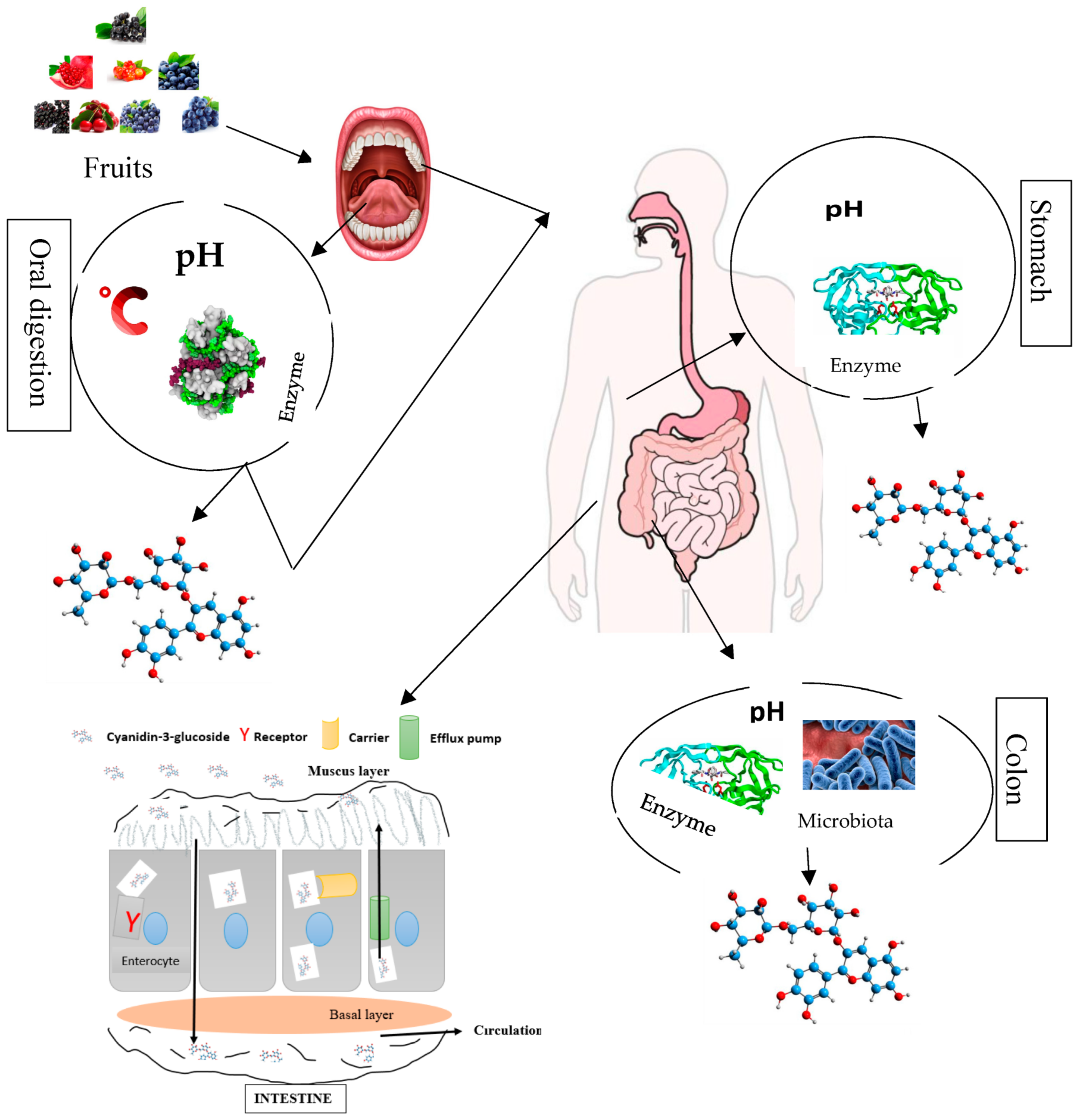 Nanomaterials 13 00617 g003