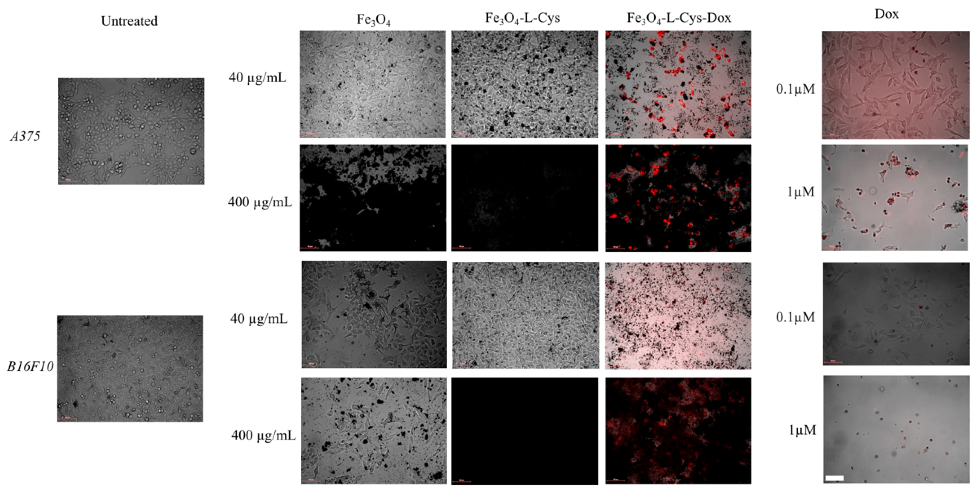 Nanomaterials 13 00621 g010