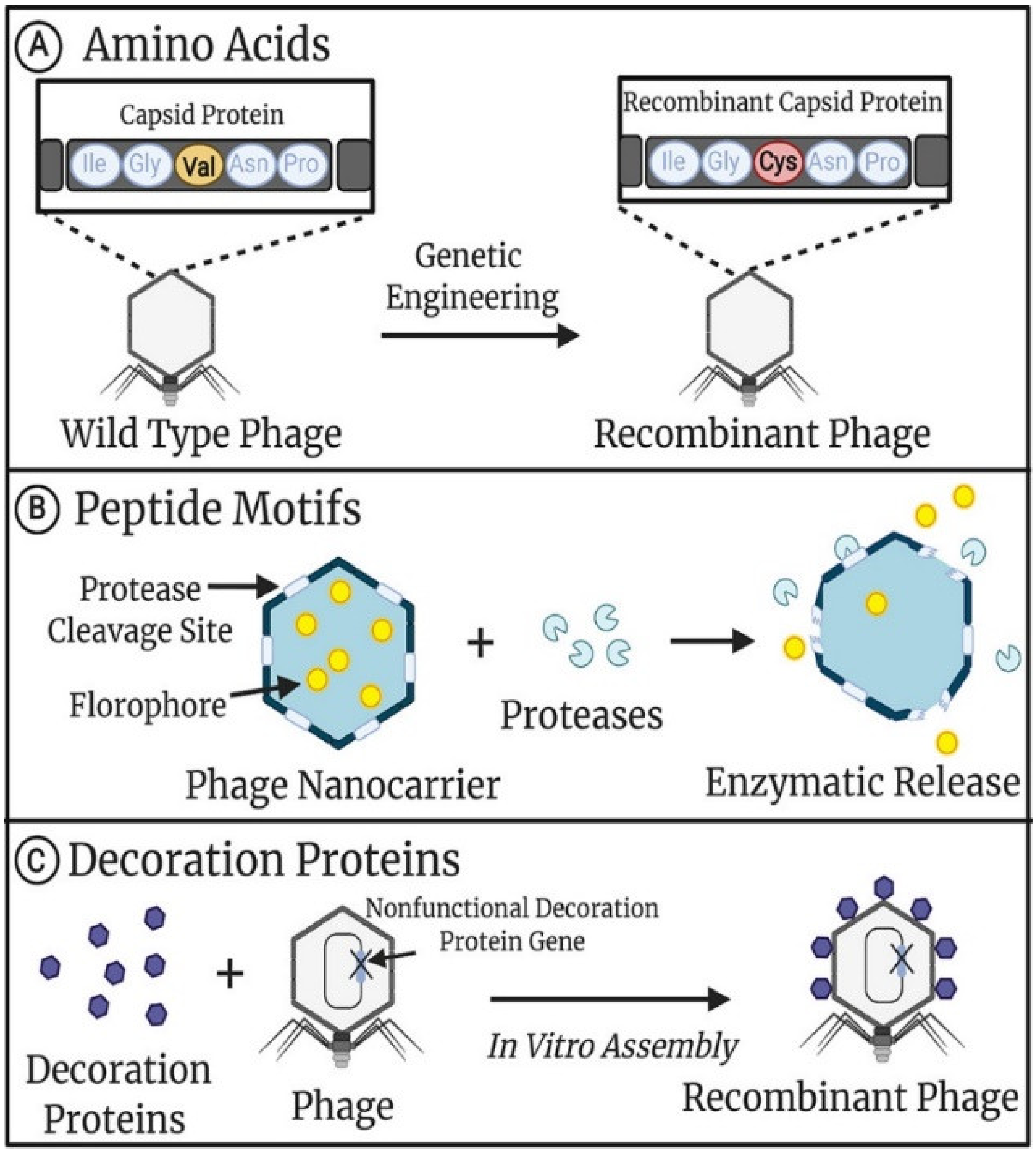 Nanomaterials 13 00665 g001