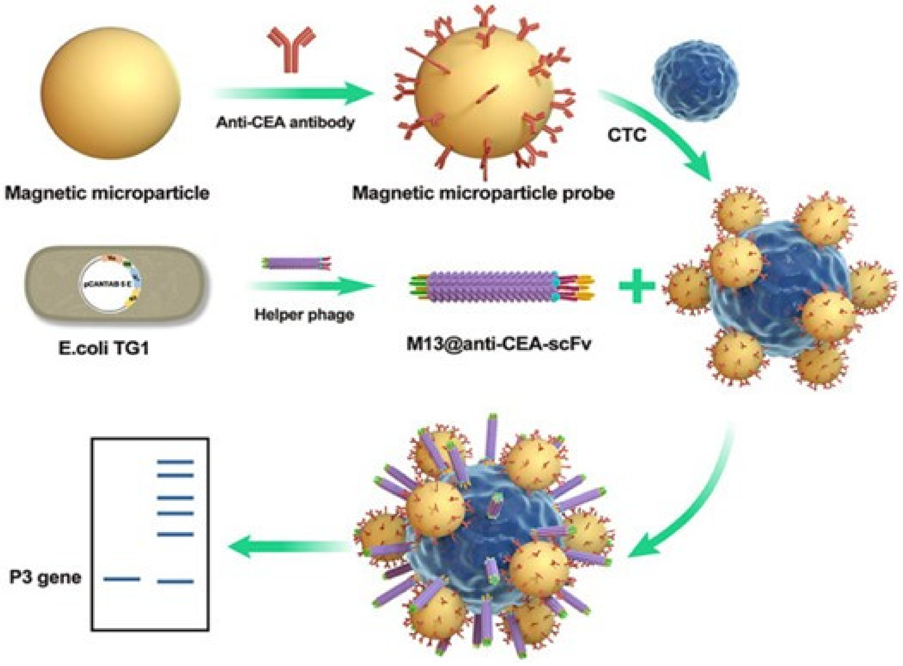 Nanomaterials 13 00665 g004