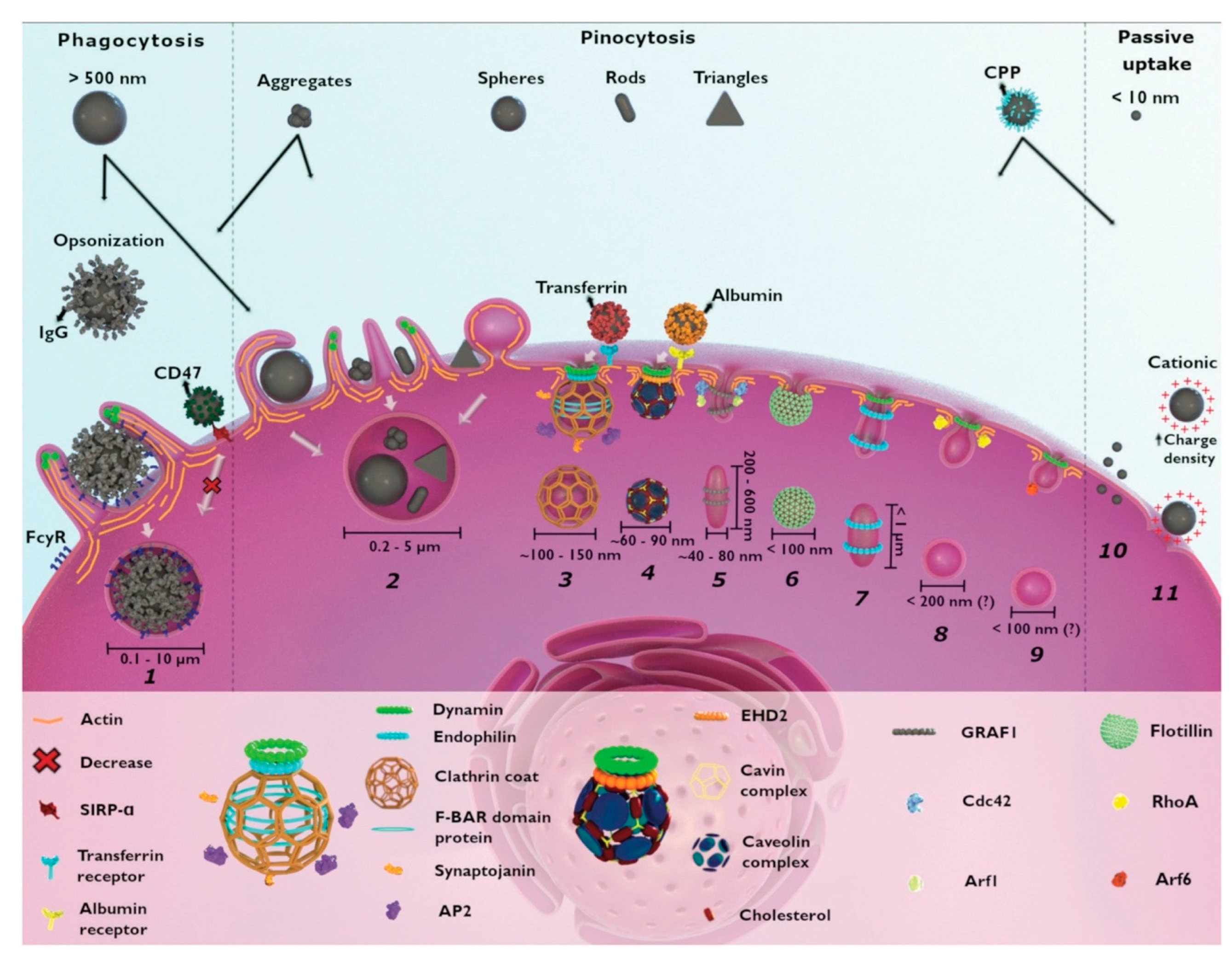 Nanomaterials 13 00673 g004