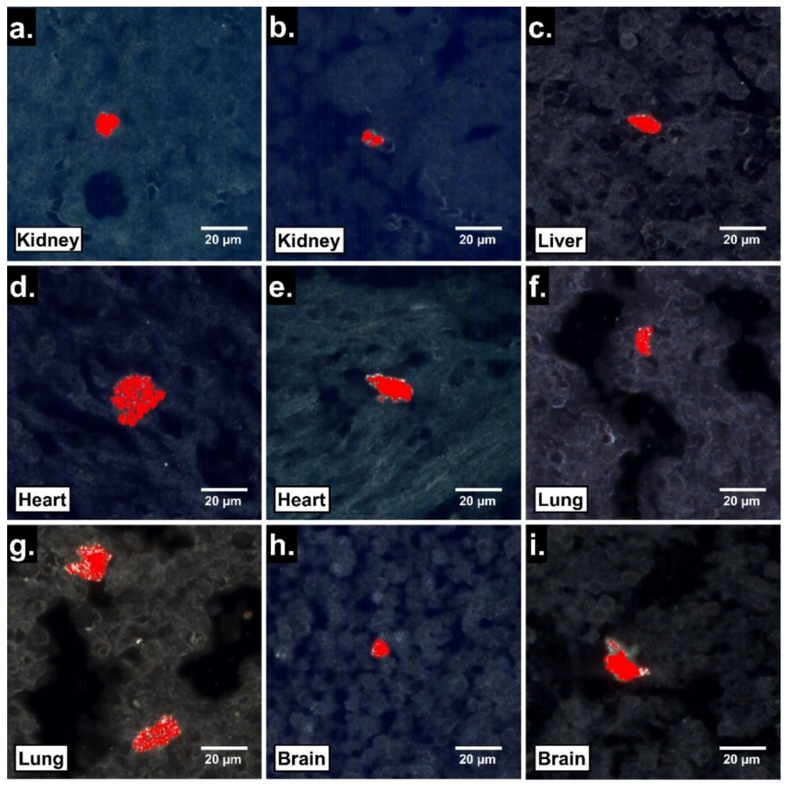 Nanomaterials 13 00720 g004