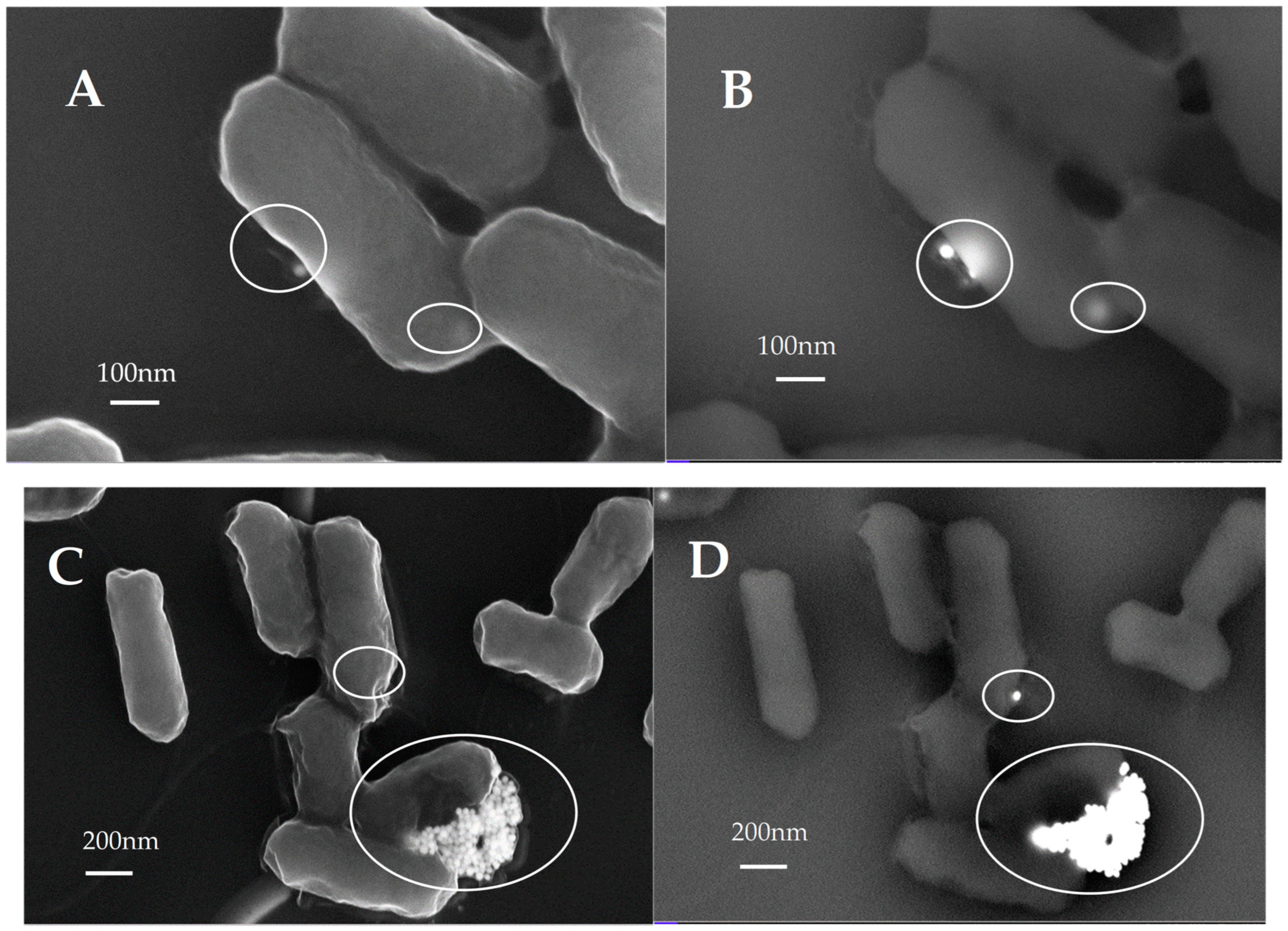 Nanomaterials 13 00746 g002