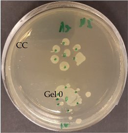 Nanomaterials 13 00844 i001