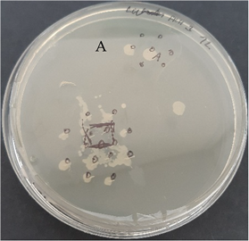 Nanomaterials 13 00844 i002